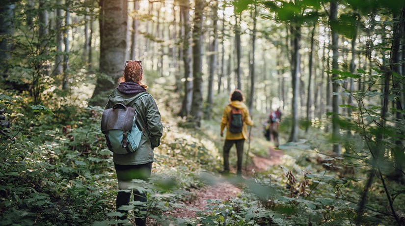 Les bains de forêt font du bien à la tête et au corps Les bains de forêt font du bien à la tête et au corps