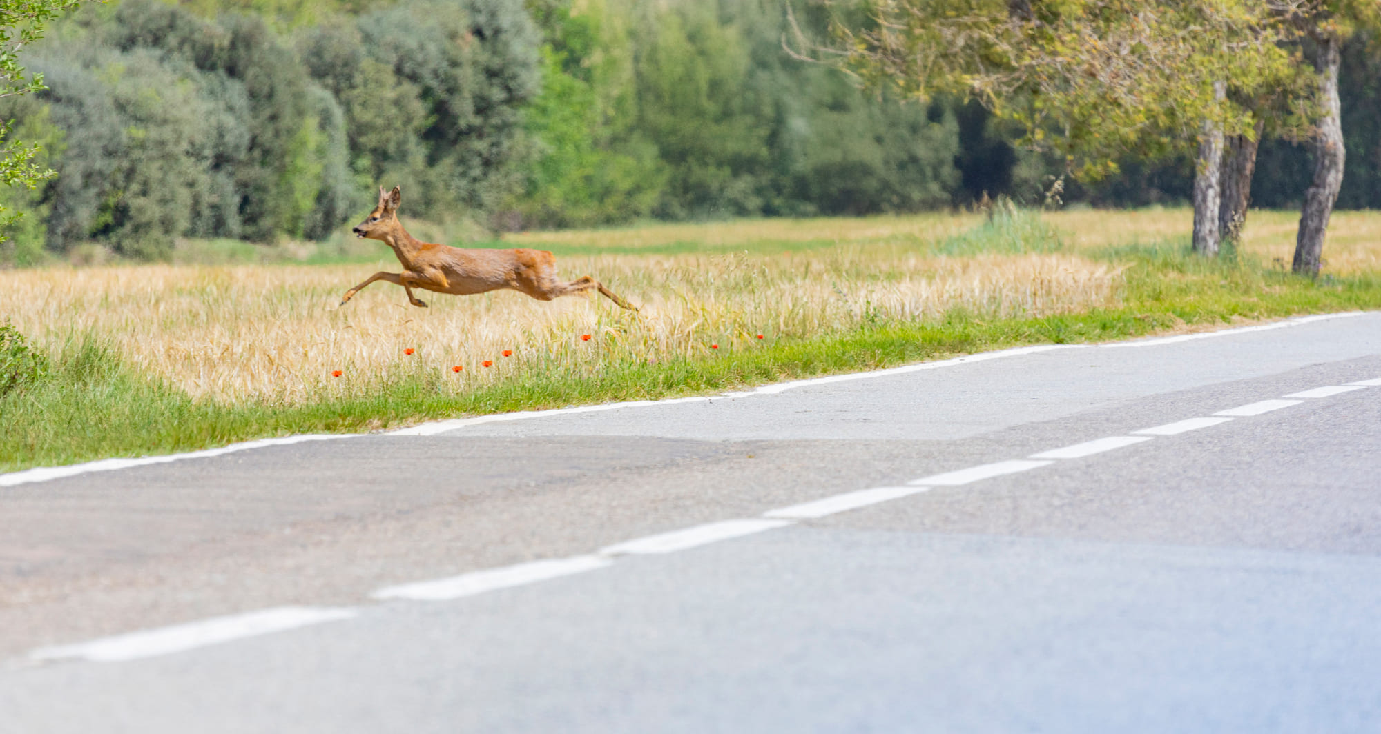 Accident de la route impliquant un animal sauvage, que faire? 