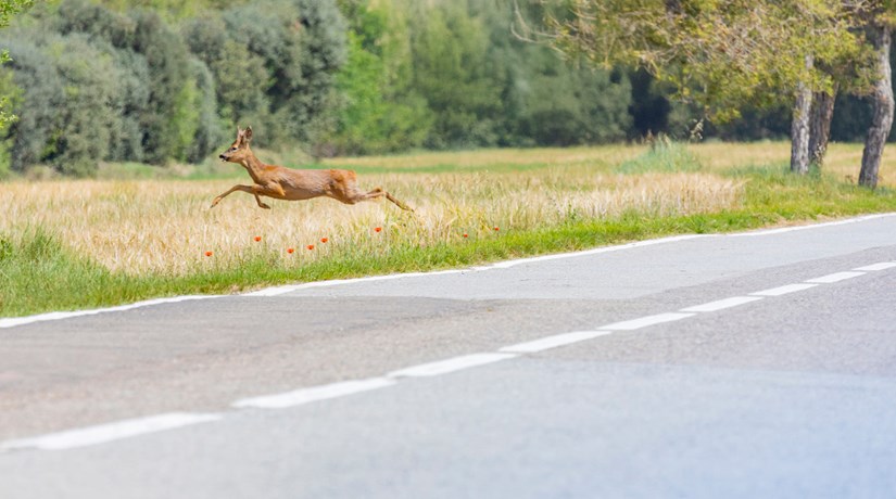 Accident de la route impliquant un animal sauvage, que faire? Accident de la route impliquant un animal sauvage, que faire?