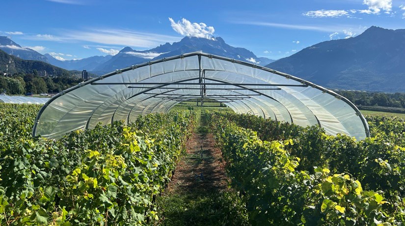 Décoder l’impact du stress hydrique pour préparer le vignoble du futur Décoder l’impact du stress hydrique pour préparer le vignoble du futur