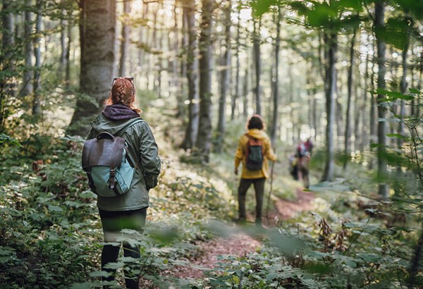 Les bains de forêt font du bien à la tête et au corps  Les bains de forêt font du bien à la tête et au corps